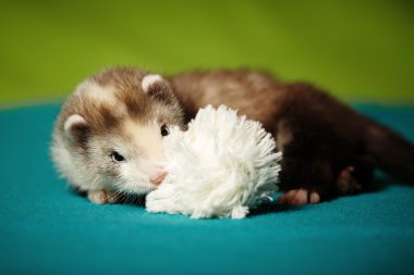 Ferret baby laying on background in studio clipart