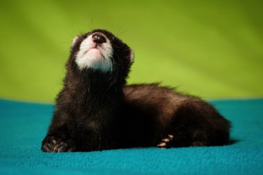 Nice ferret baby laying on background clipart