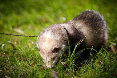 Parkta yürümek kadar kolay üzerinde güzel yaban gelinciği