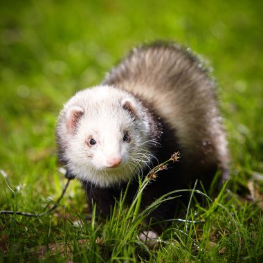 Gelincik güzellik Park