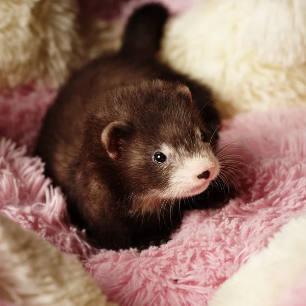 Σκούρο κουνάβι μωρό χαλαρώνοντας σε κατοικίδιο ζώο κρεβάτι — Φωτογραφία Αρχείου