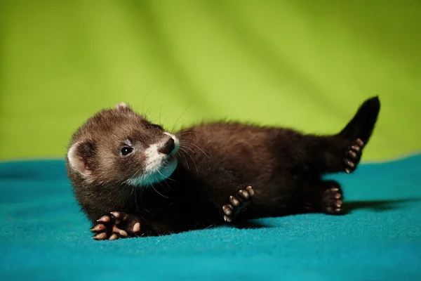 Bel furetto bambino sdraiato in studio — Foto Stock