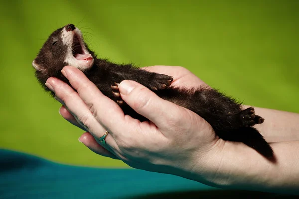 Yawning ferret baby in hands — Stock Photo, Image