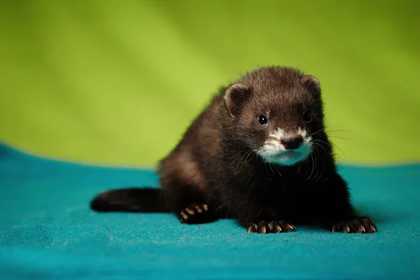 Хлопчик молодий ferret — стокове фото