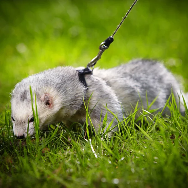 Ferret in grass — Stock Photo, Image