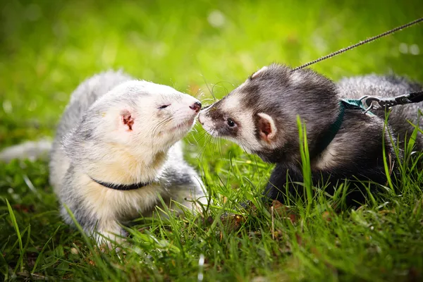 Dois amigos furões — Fotografia de Stock