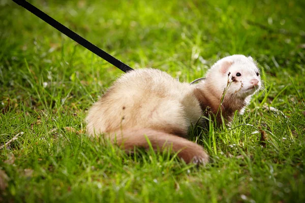 Mooi ferret jongen in park — Stockfoto