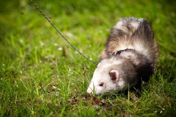 Nice ferret in park — Stock Photo, Image