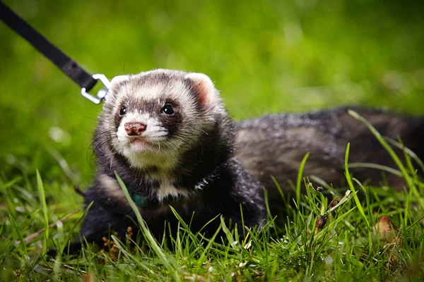 Berret jongen leggen in gras — Stockfoto