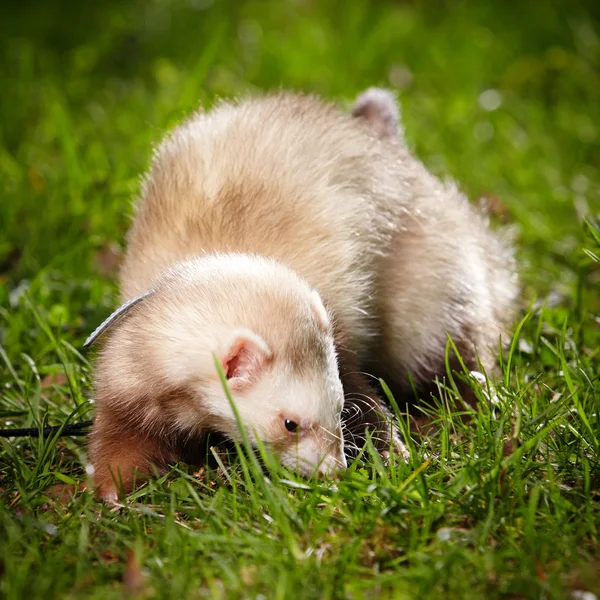 Champagne ferret boy in park — Stock Photo, Image