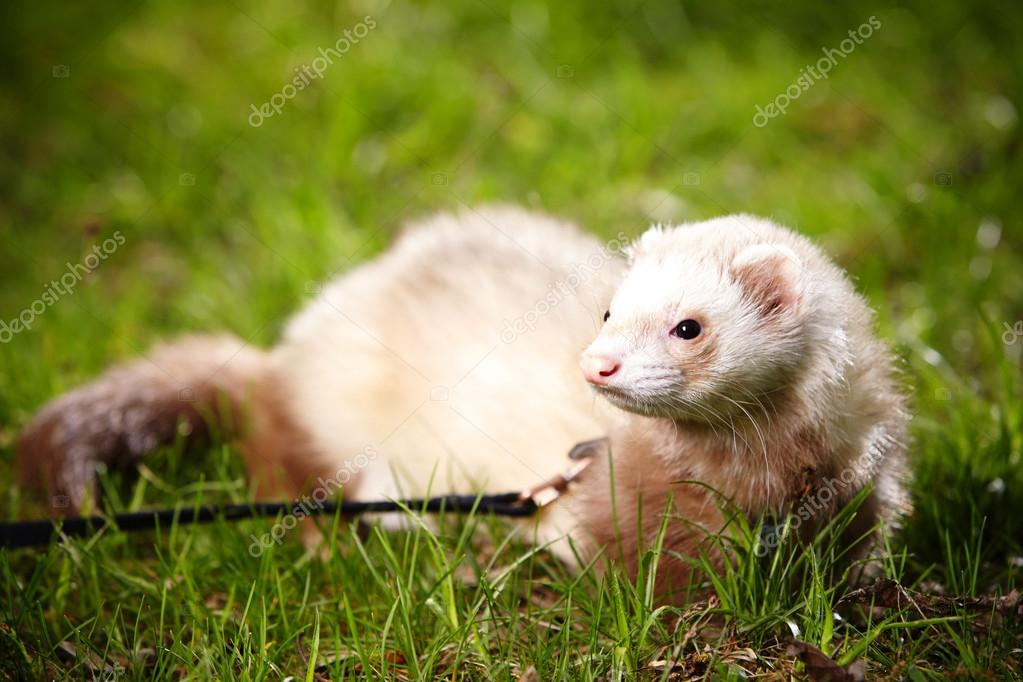 Champagne Ferrets