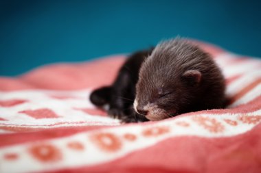 ilk defa dışarı ini nin