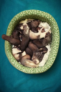 Fourteen ferret babies in lair clipart