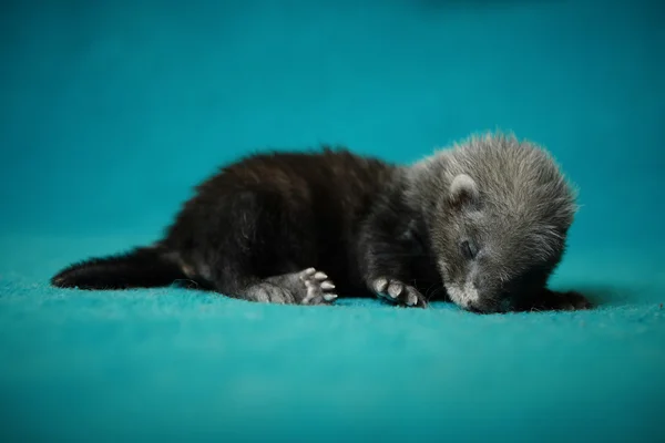 Ferret baby — Stock Photo, Image