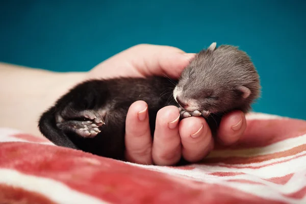 Gelincik bebek insan elinde — Stok fotoğraf