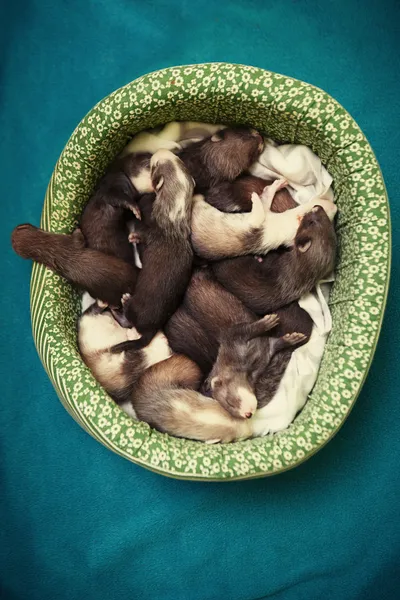 Veertien ferret baby's in lair — Stockfoto