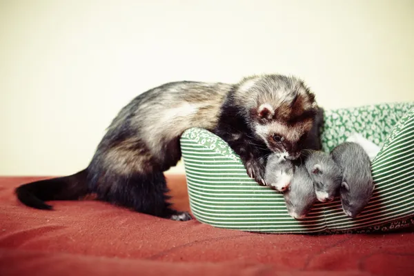 Ferret vader en vier weken oude baby 's — Stockfoto