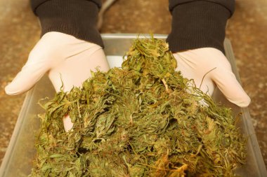 Dried marijuana seized by police authority as evidence of crime clipart