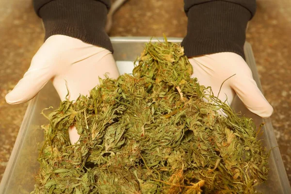 Marihuana Seca Incautada Por Autoridad Policial Como Prueba Delito — Foto de Stock