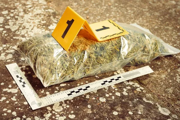 Αποξηραμένη Μαριχουάνα Που Κατασχέθηκε Από Την Αστυνομία Απόδειξη Εγκλήματος — Φωτογραφία Αρχείου