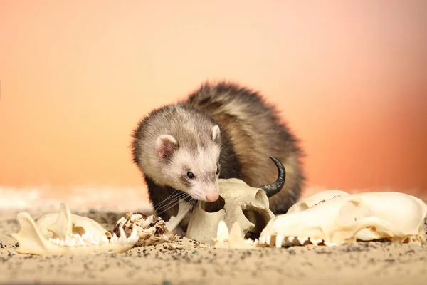 Halloween Läskigt Studioporträtt Vuxen Iller Med Dödskallar — Stockfoto