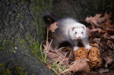 Dağ gelinciği kış parkında yürüyüş ve ağaç deliklerini keşfetmekten zevk alıyor.