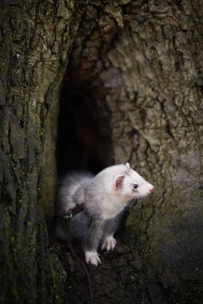 Ferret Enjoying Walking Exploring Tree Holes Winter Park — Foto Stock