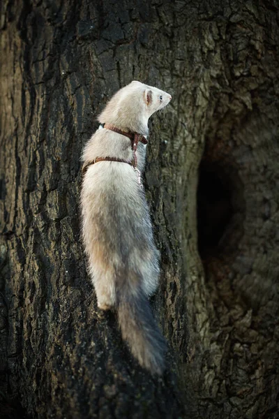 Ferret Enjoying Walking Exploring Tree Holes Winter Park — Foto de Stock