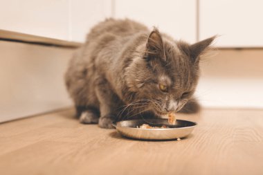 Güzel Maine Rakunu Kedi. Koyu renkli köpek evde yiyor.