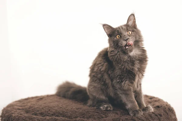 Pěkně Tmavé Maine Mýval Kočka Štěně Relaxační Doma — Stock fotografie