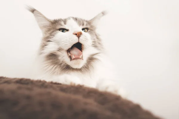 Pretty Maine Coon Cat Relaks Domu — Zdjęcie stockowe
