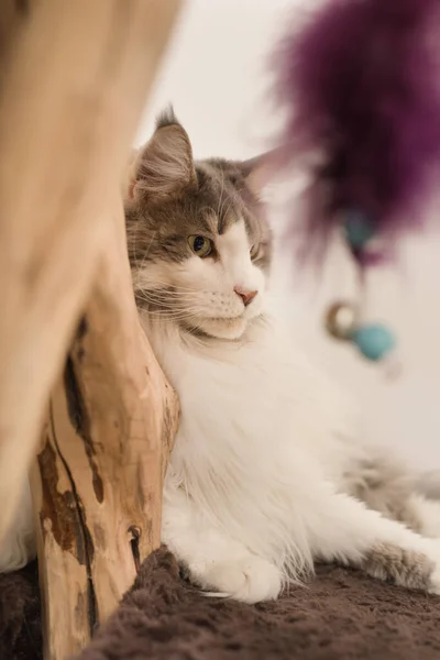 Pretty Maine Coon Cat Расслабляется Дома — стоковое фото