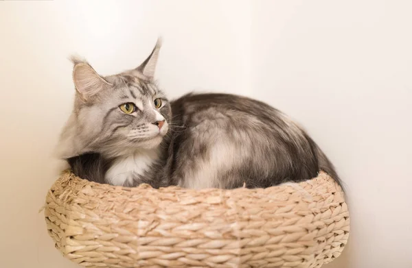 Pretty Maine Coon Cat Relajándose Casa — Foto de Stock