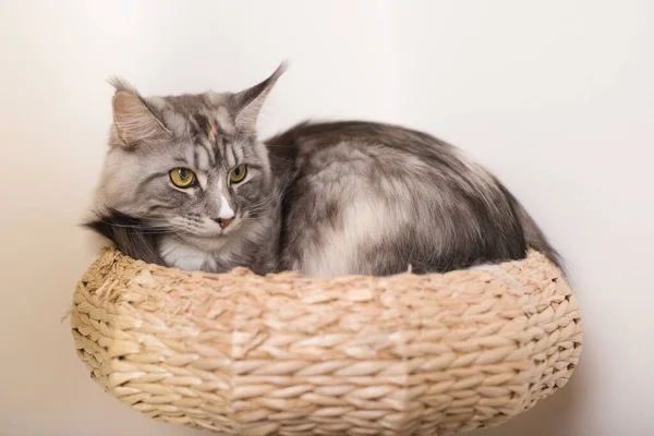 Pretty Maine Coon Cat Relajándose Casa —  Fotos de Stock