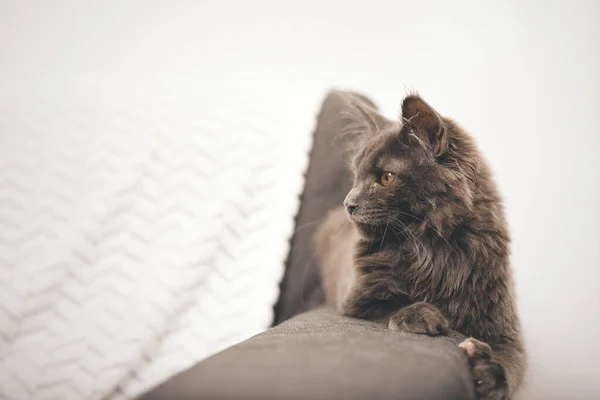 Bastante Oscuro Maine Coon Cat Cachorro Relajante Casa —  Fotos de Stock