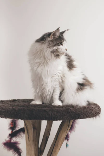Pretty Maine Coon Cat Sentado Lugar Descanso Casa —  Fotos de Stock