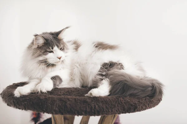 Pretty Maine Coon Cat Sitting Resting Place Home — Stock Photo, Image