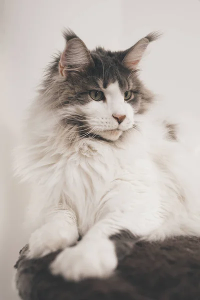 Pretty Maine Coon Cat Sentado Local Descanso Casa — Fotografia de Stock