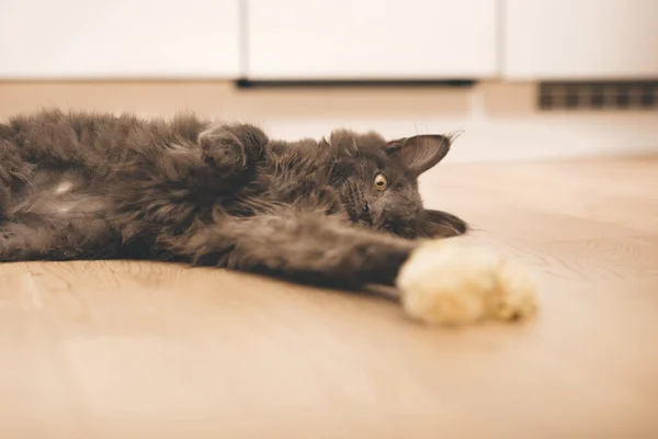 Pěkně Tmavé Maine Mýval Kočka Štěně Hrát Jídlem — Stock fotografie