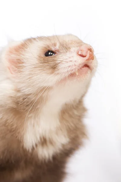 Furet Angora Couleur Champagne Détails Nez — Photo