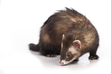 Dağ gelinciği beyaz arka planda resim için stüdyoda poz veriyor.