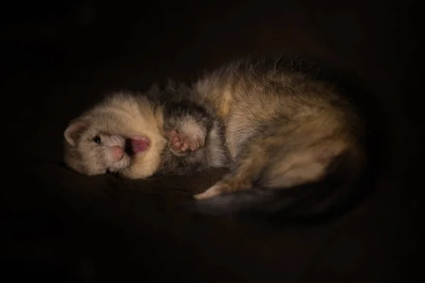 Ferret Posando Interiores Para Retrato Estudio — Foto de Stock