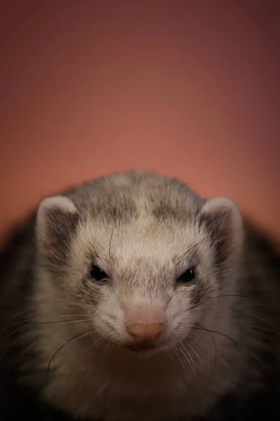 Ferret Vnitřní Pózování Pro Portrét Studiu — Stock fotografie