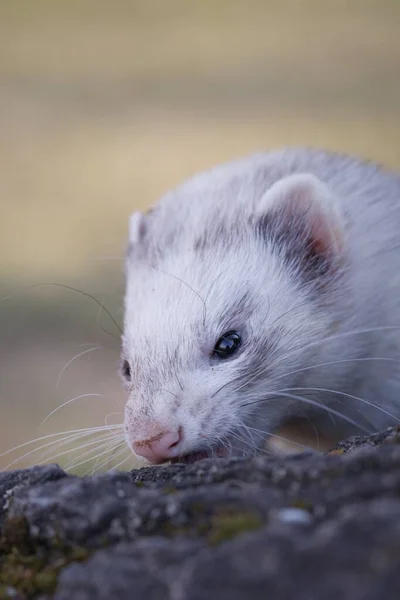 Furetto Godendo Camminare Esplorare Alberi Cavi Nel Parco — Foto Stock