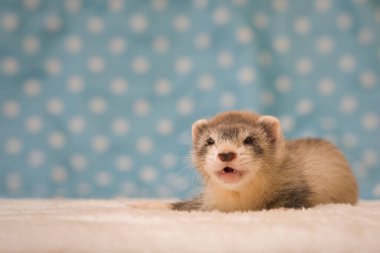 Gelincik. Altı haftalık bebek. Stüdyoda poz veriyor.