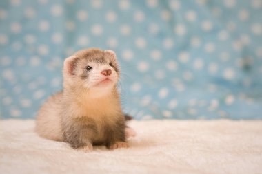 Gelincik. Altı haftalık bebek. Stüdyoda poz veriyor.