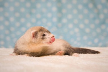 Gelincik. Altı haftalık bebek. Stüdyoda poz veriyor.