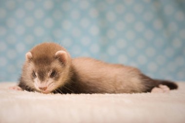Gelincik. Altı haftalık bebek. Stüdyoda poz veriyor.