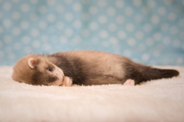 Gelincik. Altı haftalık bebek. Stüdyoda poz veriyor.
