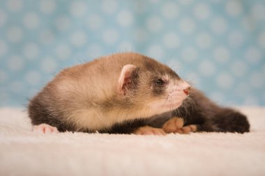 Gelincik. Altı haftalık bebek. Stüdyoda poz veriyor.